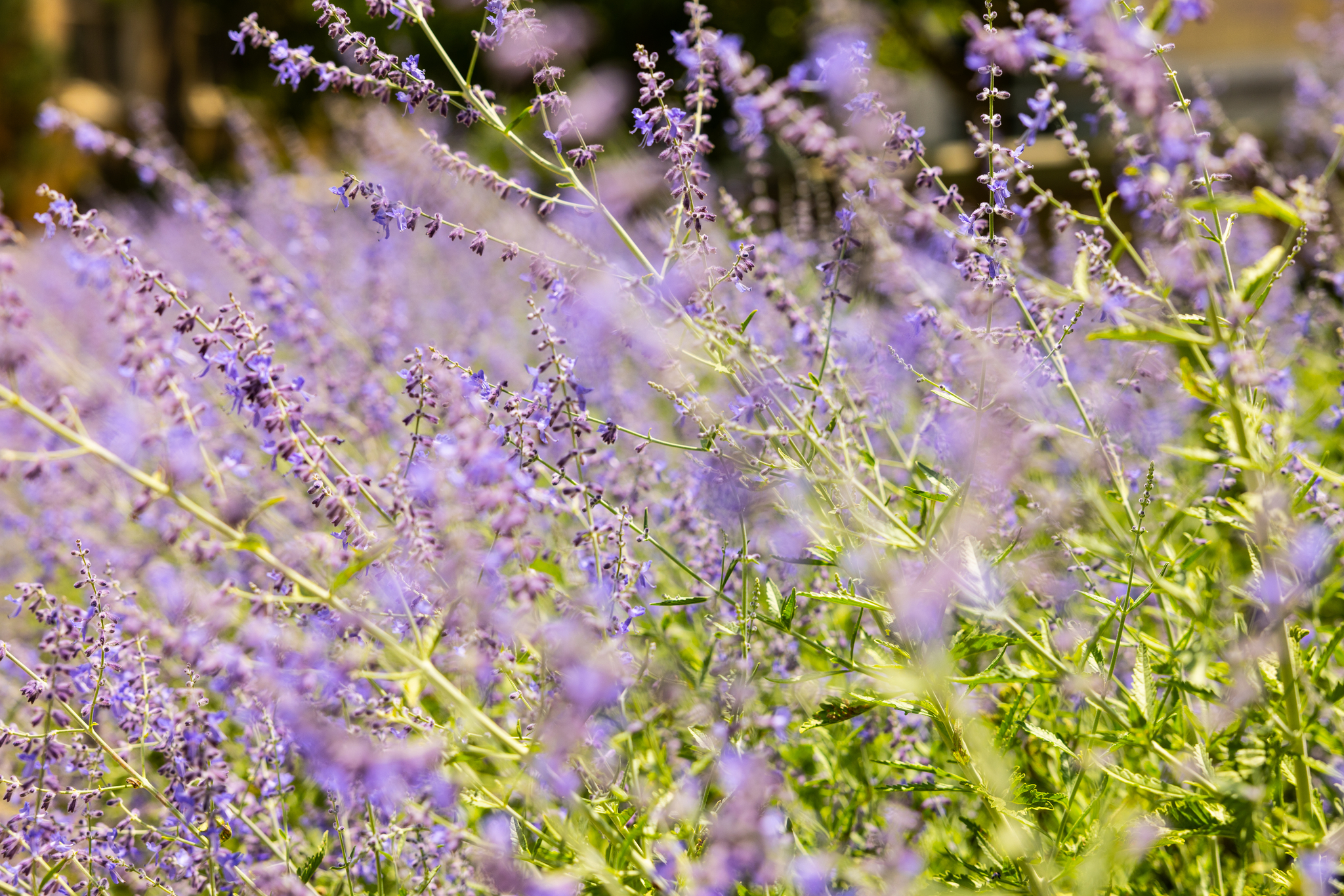 Purple flowers blowing in the wind