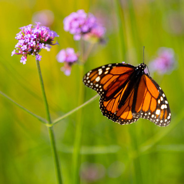 image of butterfly in field with purple flowers