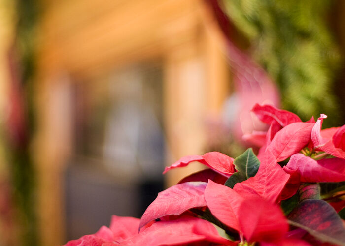 A vibrant red poinsettia