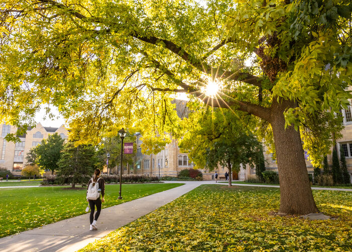 Student walking on campus path with large oak tree and the sun shining through the branches. 