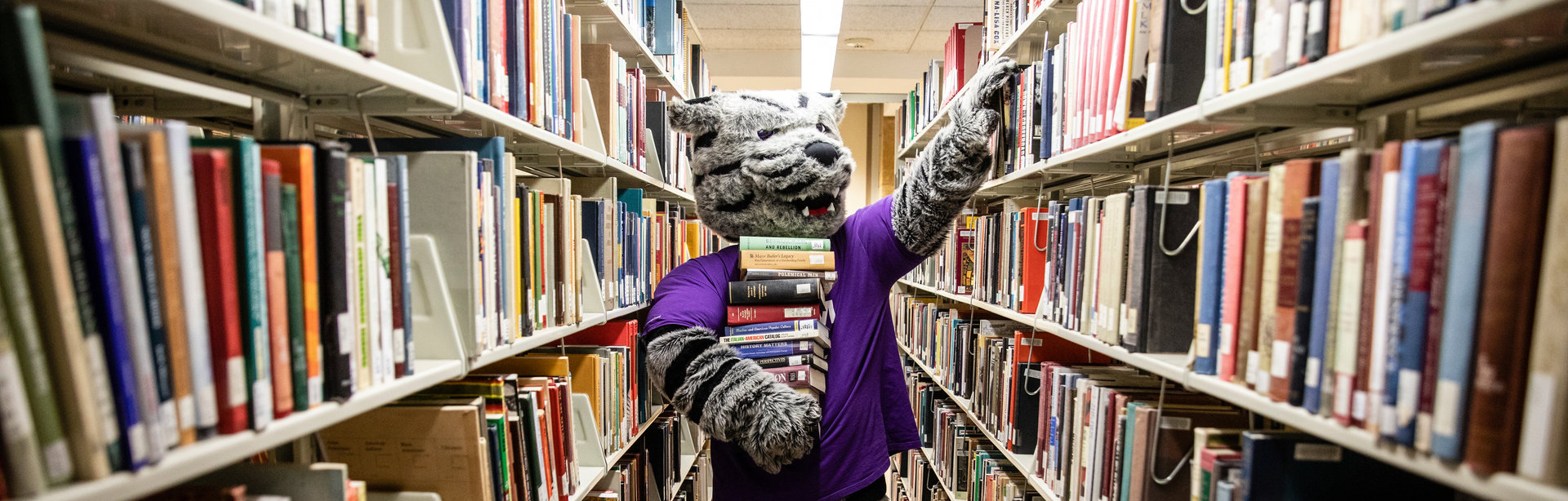 tommie mascot carrying books between shelves in o'shaughnessy-frey library